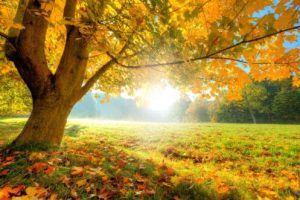 Plumbing Maintenance in Metuchen, NJ